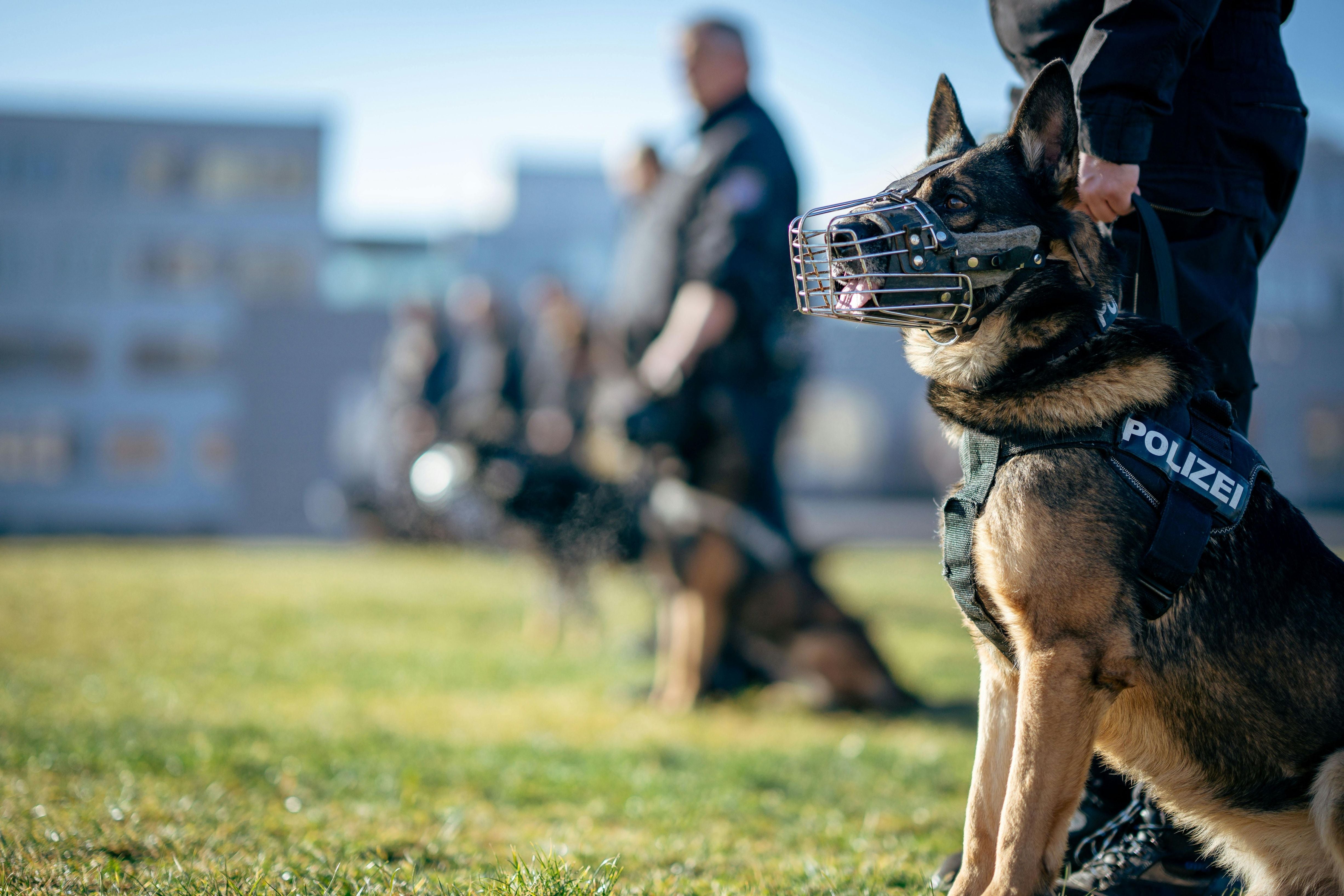 The Role of a Tactical Watch in K-9 Handling Operations image